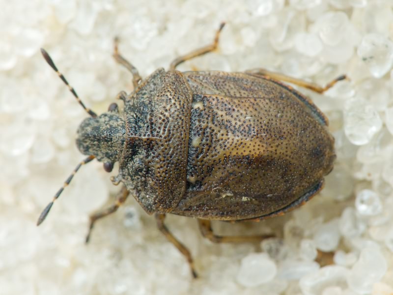 Podops (Podops) inunctus (Fabricius, 1775)